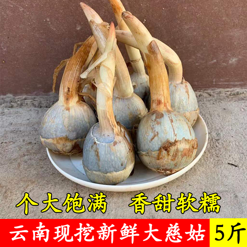 云南现挖新鲜白茨菇粉糯慈姑农家大茨菰白马蹄荸荠蔬菜芽菇火锅菜