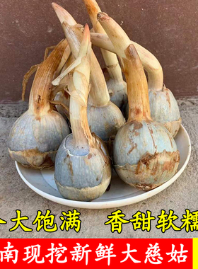 云南现挖新鲜白茨菇粉糯慈姑农家大茨菰白马蹄荸荠蔬菜芽菇火锅菜