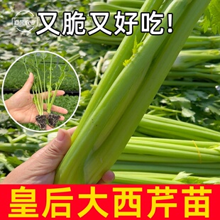寿光皇后大肉西芹苗脆嫩高产四季种植小香芹土芹菜红芹耐热新鲜
