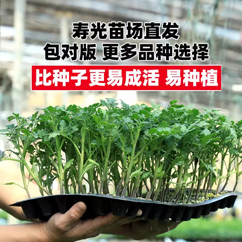 蔬菜苗西瓜辣椒番茄千禧圣女