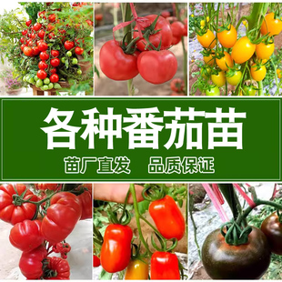 各种番茄苗 青口蜜黑牛排紫牛排千禧黄珍珠草莓番茄苗