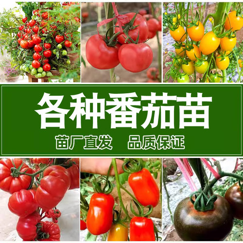 各种番茄苗  青口蜜黑牛排紫牛排千禧黄珍珠草莓番茄苗