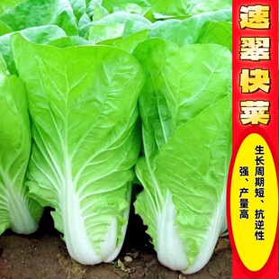 速翠快菜种子四季青菜小白菜种籽盆栽菜籽叶菜种子蔬菜孑籽种