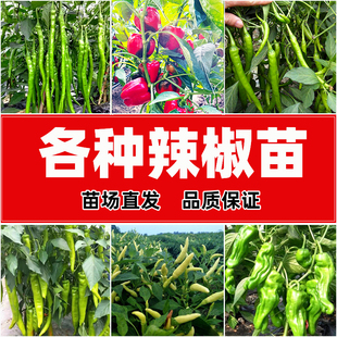 蔬菜幼苗菜苗杭椒线椒红辣椒小米螺丝椒泡椒彩椒种苗 各种辣椒苗