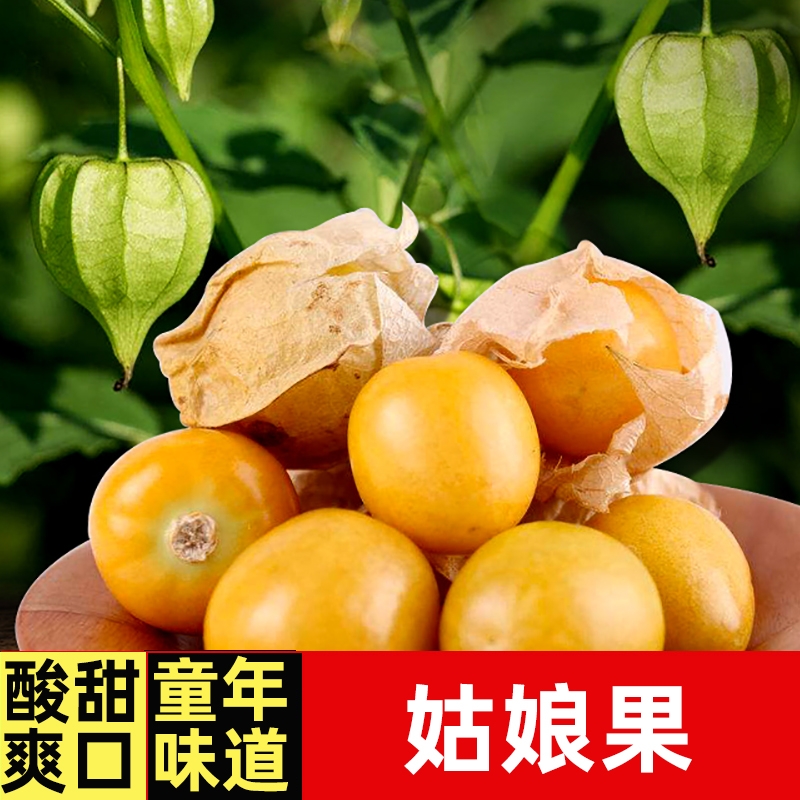 姑娘果苗 高产春播丝瓜茄子辣椒西红柿苗蔬菜苗秧苗阳台盆栽