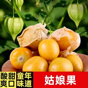 姑娘果苗 高产春播丝瓜茄子辣椒西红柿苗蔬菜苗秧苗阳台盆栽