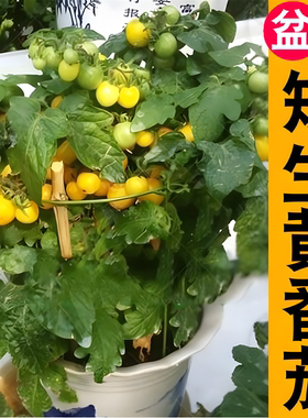 矮生番茄苗 红黄黑高产春播西红柿苗黑色蔬菜苗秧苗阳台盆栽
