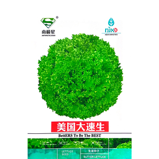 美国大速生生菜种子四季可盆栽脆甜生菜种子