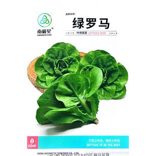 绿罗马生菜种子脆嫩直立生菜高产抗病绿叶生菜种罗马生菜高钙营养