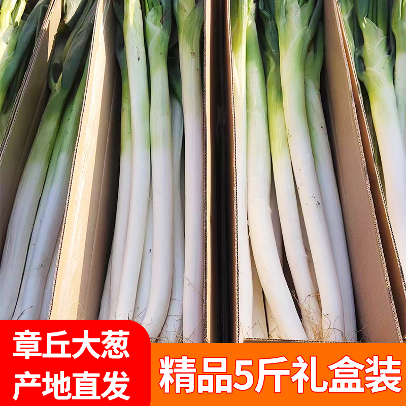 山东章丘大葱正宗大梧桐葱高脆甜5斤精品礼盒装产地直销新鲜包邮