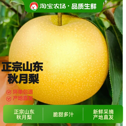 正宗秋月梨新鲜水果山东特产