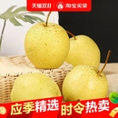 河北正宗雪梨新鲜雪花梨应季 水果冰糖雪梨新鲜梨子批发