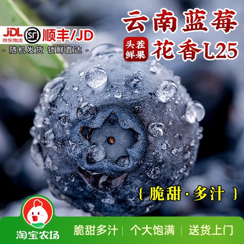 云南蓝莓鲜果当季高山L25花香新鲜水果孕妇怡颗整箱包邮现摘优选
