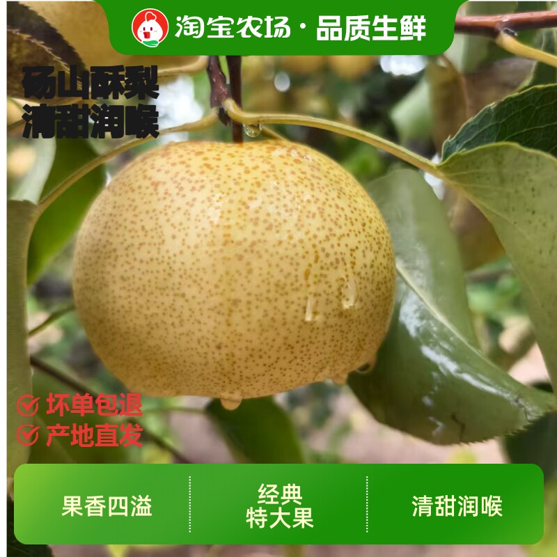 正宗安徽砀山酥梨新鲜现摘梨子皮薄多汁当季水果整箱包邮农场直发