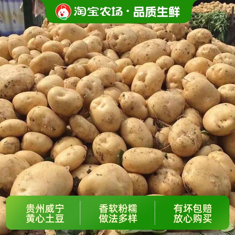 贵州老品种黄皮黄心米拉洋芋农家图片