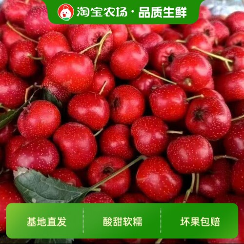 沂蒙老区新鲜大金星山楂果纯农家大山楂水果冰糖葫芦专用天然红果