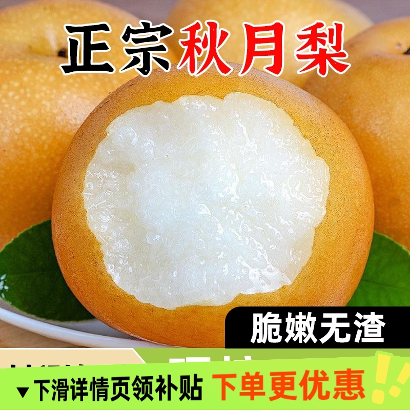 正宗秋月梨新鲜梨子水果当季整箱包邮4.5斤蜜梨冰糖雪梨产地直发