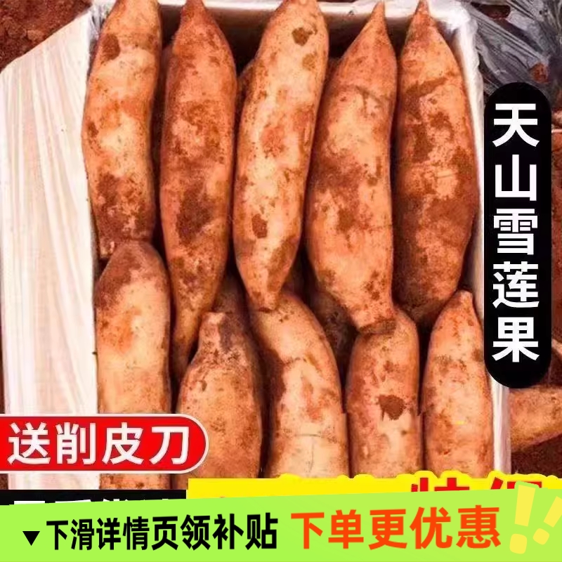 正宗云南雪莲果现挖现发高原脆甜当季新鲜水果雪莲果