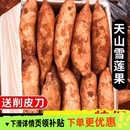 正宗云南雪莲果现挖现发高原脆甜当季 新鲜水果雪莲果