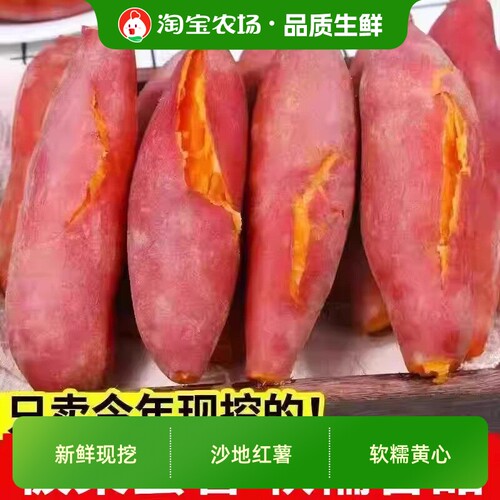 现挖沙地黄心蜜薯红薯新鲜地瓜山芋粉糯软糯香甜板栗番薯农场红皮