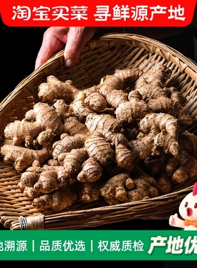 2025新云南小黄姜红河新鲜生姜老姜现挖高山沙姜土姜种子