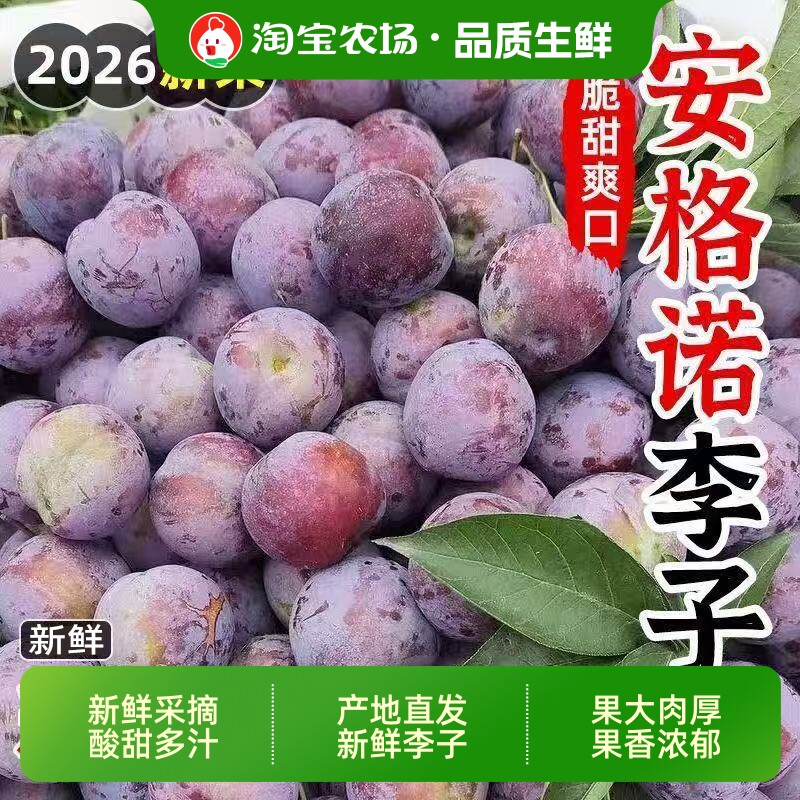 正宗安格诺大李子新鲜酸甜水果图片