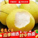河北正宗雪梨新鲜雪花梨应季 水果冰糖雪梨新鲜梨子批发