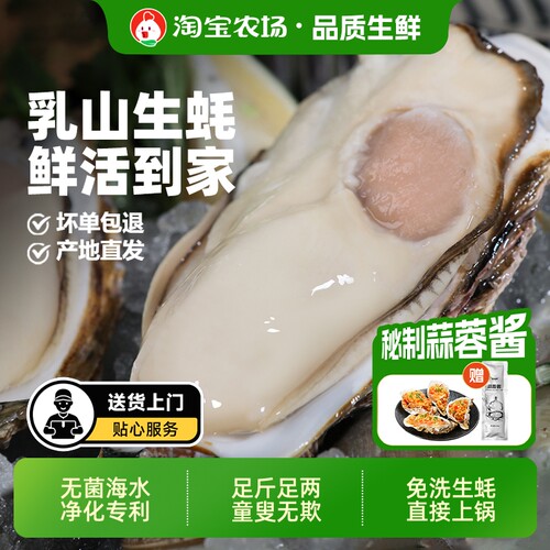 贝司令乳山鲜活特大生蚝