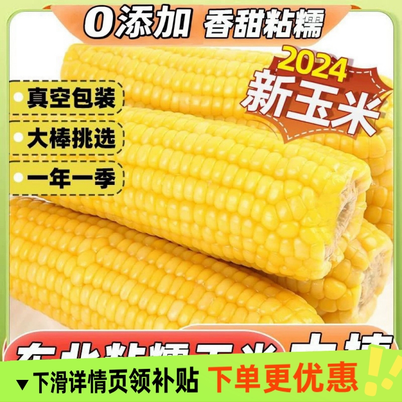 2024年新东北黄糯玉米10根真空包装新鲜现摘香粘粘苞米非即食粗粮