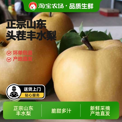 当季新鲜山东丰水梨现摘直发脆甜多汁必备时令鲜水果农场大果冰糖