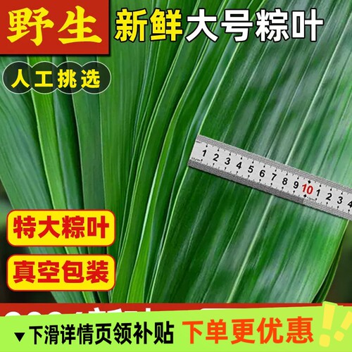 新鲜粽子叶棕叶粽叶大粽叶野生大粽叶子包粽子箬叶现摘冷冻食用