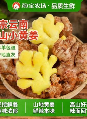 正宗云南曲靖小黄姜罗平生姜