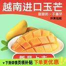 包邮 现货越南玉芒果新鲜现摘孕妇甜水果超甜应季 大果整箱