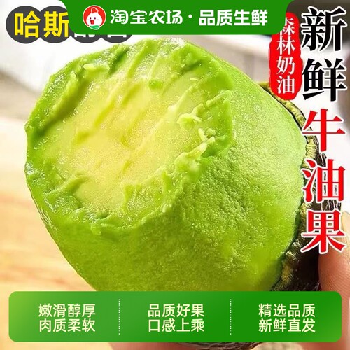 哈斯牛油果新鲜水果即食当季整箱包邮孕妇一级鳄梨奶油香鲜果农场