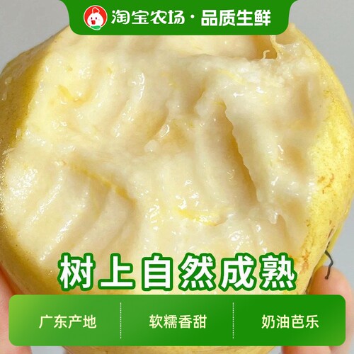 广东正宗奶油芭乐白心冰淇淋口感奶油芭乐白心新鲜香甜软糯芭乐