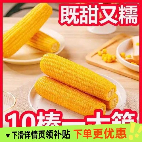 2025年新东北黄糯玉米10根真空包装新鲜现摘香粘粘苞米非即食粗粮