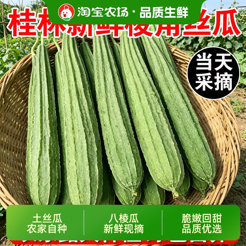 广西新鲜丝瓜棱角八角瓜带棱大肉农家自种蔬菜白玉桂林八棱现摘