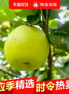 砀山青皮梨皇冠梨薄皮梨子当季新鲜水果苹果梨批发一整箱