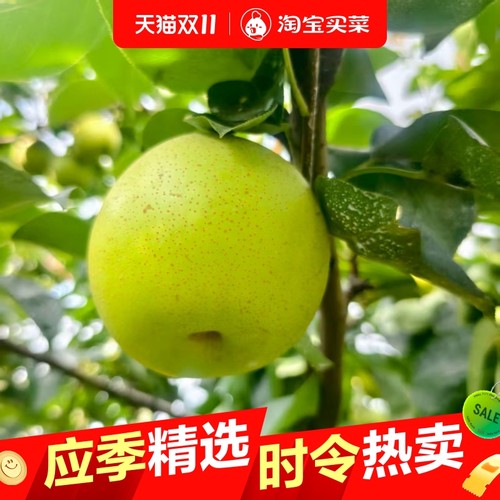 砀山青皮梨皇冠梨薄皮梨子当季新鲜水果苹果梨批发一整箱