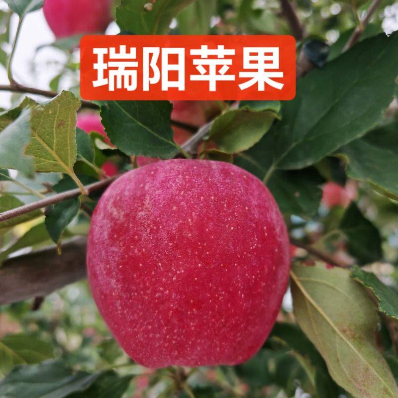 陕西白水瑞阳苹果甜中应季时令鲜果无添加不打蜡自家果园大果新鲜