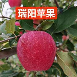 陕西白水瑞阳苹果甜中带点微酸应季时令鲜果无添加不打蜡自家果园