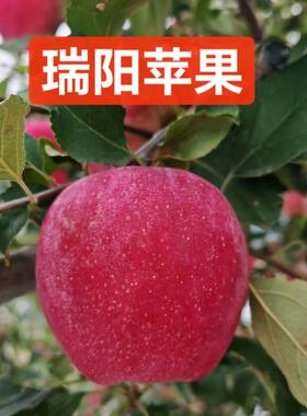 陕西白水瑞阳苹果甜中应季时令鲜果无添加不打蜡自家果园大果新鲜