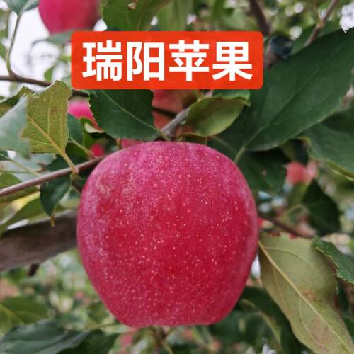 陕西白水瑞阳苹果甜中应季时令鲜果无添加不打蜡自家果园大果新鲜