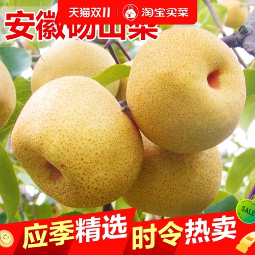 正宗砀山酥梨安徽梨子应当季新鲜水果香梨脆雪梨特产整箱包邮直发