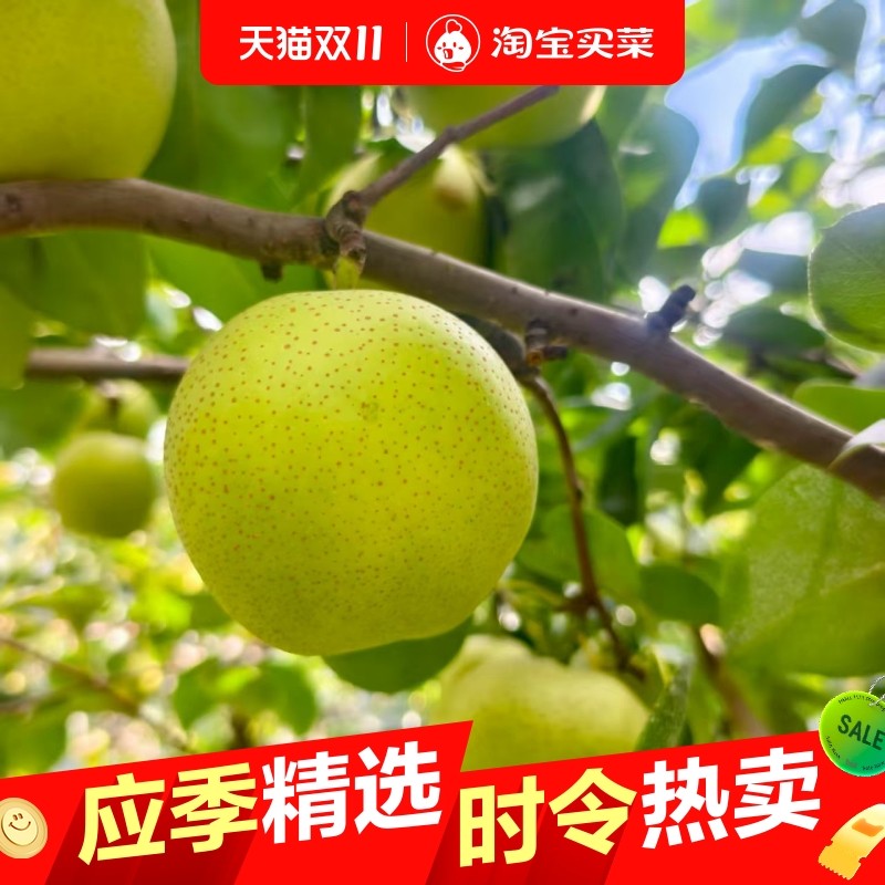 梨子新鲜水果皇冠梨翠冠梨青梨砀山梨早熟梨新鲜当季整箱包邮