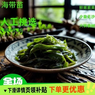 霞浦特产盐渍海带苗嫩海底捞非裙带菜火锅专用商用海带