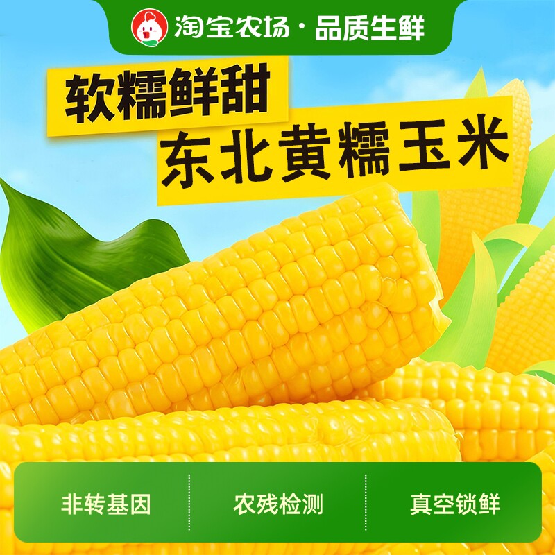 东北黄糯玉米黑土种植黑龙江黄糯黏甜粘苞米粒营养早餐新鲜传统