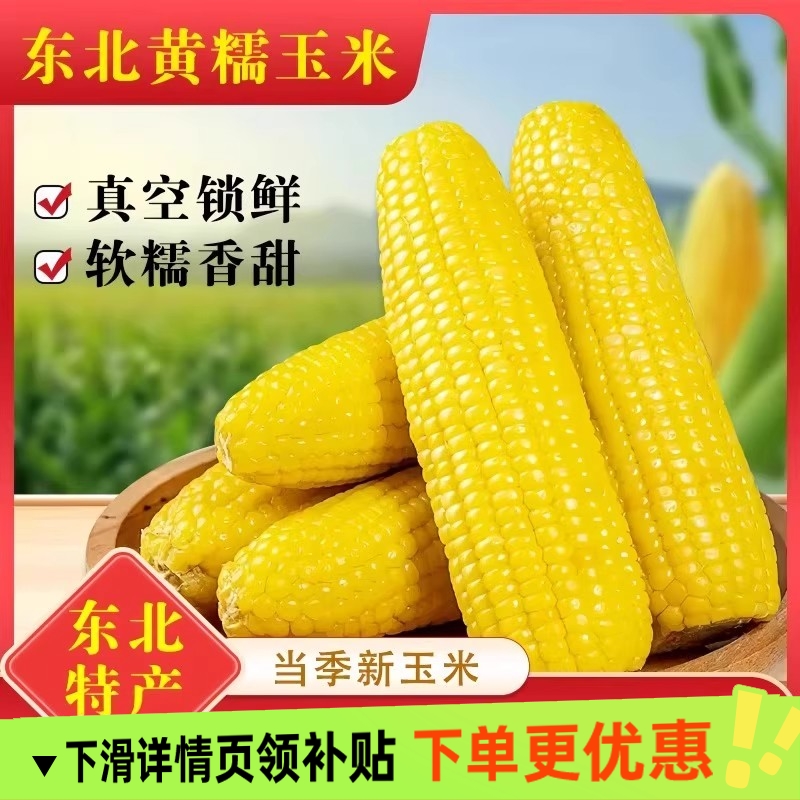 2025年新东北黄糯玉米10根真空包装新鲜现摘香粘粘苞米非即食粗粮