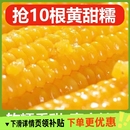 2025正宗东北新鲜黄糯玉米软糯拉丝独立真空包装 寒地黑土一年一季