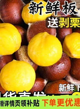 2025新鲜丹东生板栗当季板栗生新鲜栗子新下树嫩油野锥栗大板栗仁